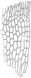 Entodon plicatus, alar cells. Drawn from B.H. Macmillan 84/51, CHR 506854.
 Image: R.C. Wagstaff © Landcare Research 2014 